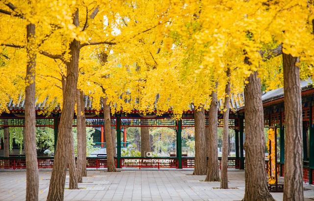 北京第一座城市公园，门票仅3元，却被很多游客当作进故宫的捷径