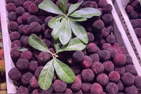 200元/斤？这种水果很多广东人都爱吃！附采摘指引图片