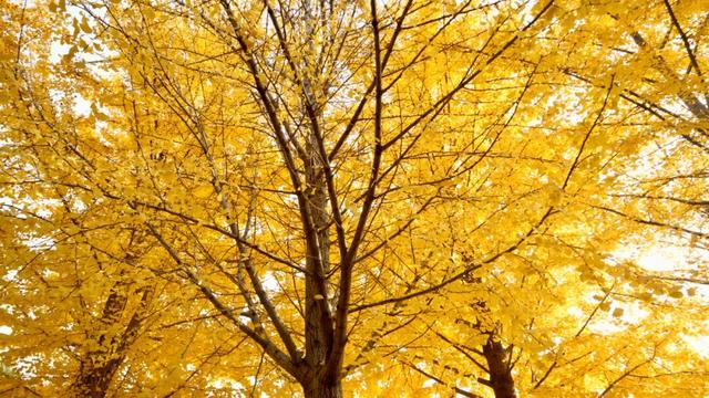 河北经贸大学2025金秋银杏节11月8日盛大开幕