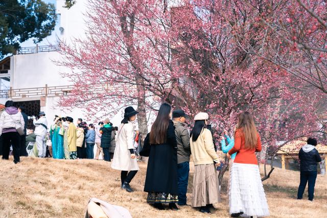不用等春节！黄陂梅花开了，速来 !