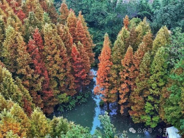 “杉杉”来了！崇州免门票小众宝藏秘境