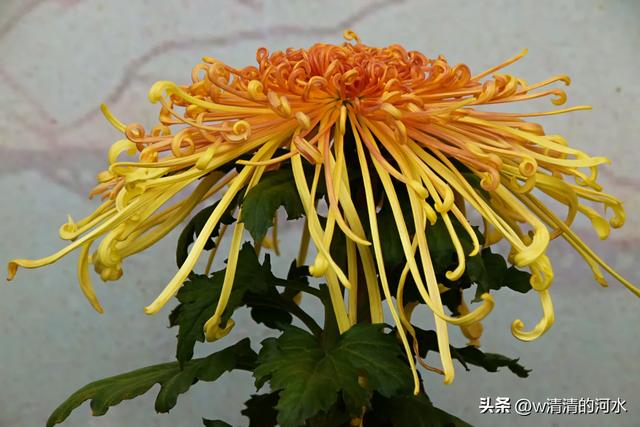 菊花是秋天里绝美的画卷