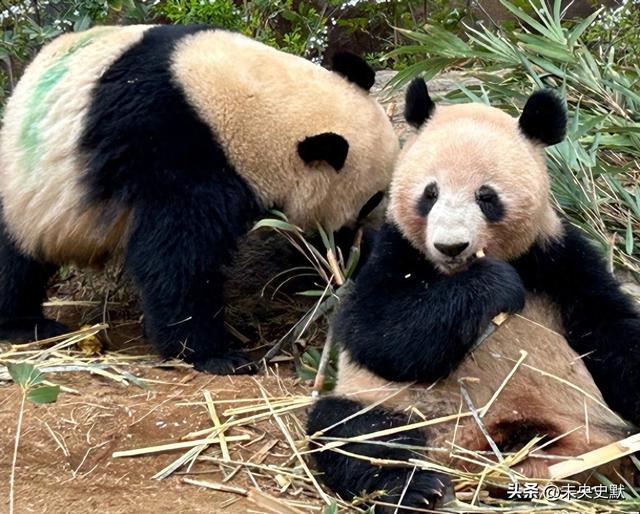 没有回旋余地，中国下令直接收回，17万日本人泪奔，高市闯祸了！