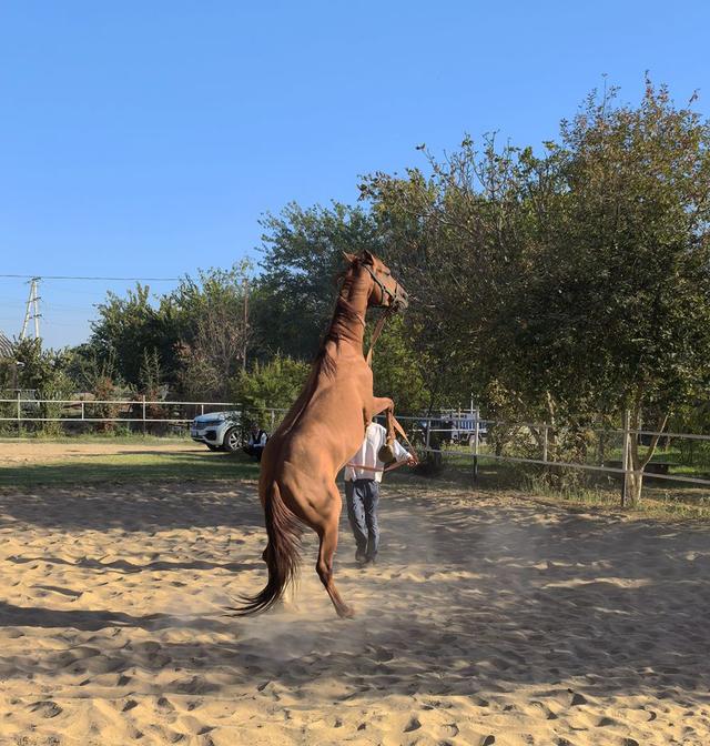 中亚五国行（18）——圆梦汗血宝马【土库曼】