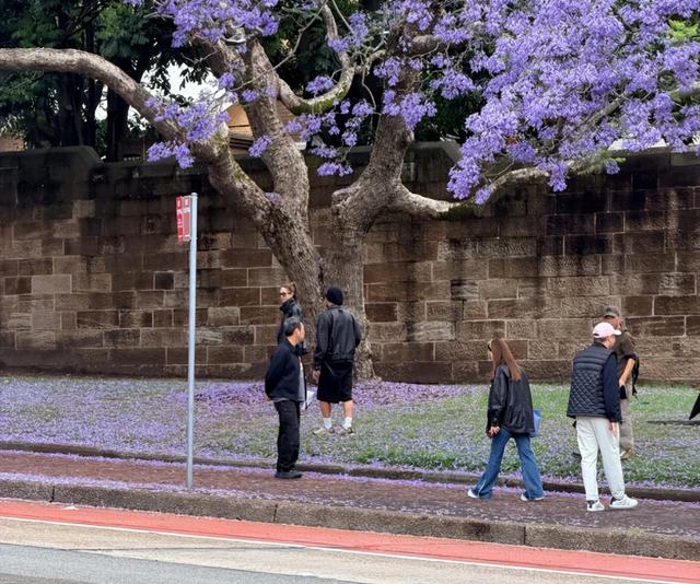 澳洲一年一次的绝美风景再度刷屏! 周杰伦也在打卡, 华人狂偶遇