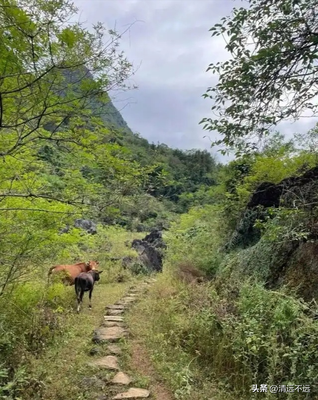 广东“小桂林”藏不住了！清远阳山人必打卡景点