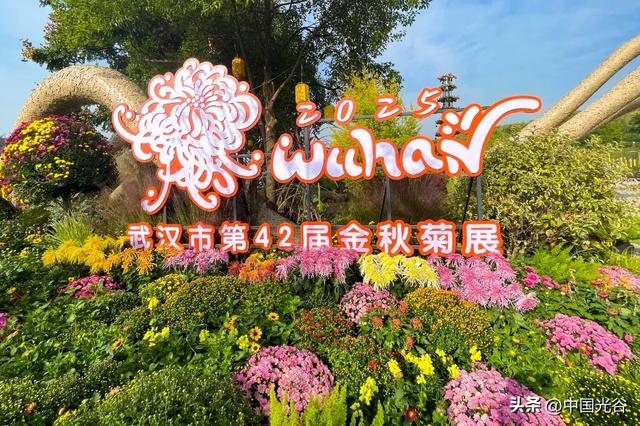 光谷菊展今起在鸡公山公园举行,各色“顶流”争奇斗艳等你打卡,持续至11月30日