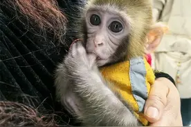 网传女子私养黔灵山野生猕猴？当事人回应！图片