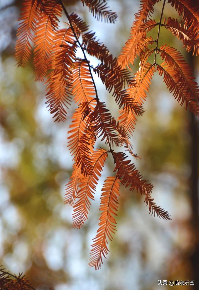 汉口江边池杉换装了，秋日暖橘色叶片，随手一拍都是绝美画面