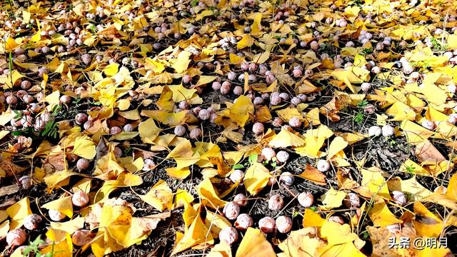 分享你最快捷去黄河千亩银杏林的路线