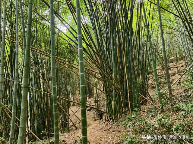 成都徒步（66）·邛崃篇⑥皮缝峡谷·皮缝古道