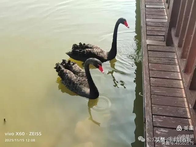 苇风载秋,鹤影映波——河北黄骅南大港湿地的初冬漫游| 申艳娟