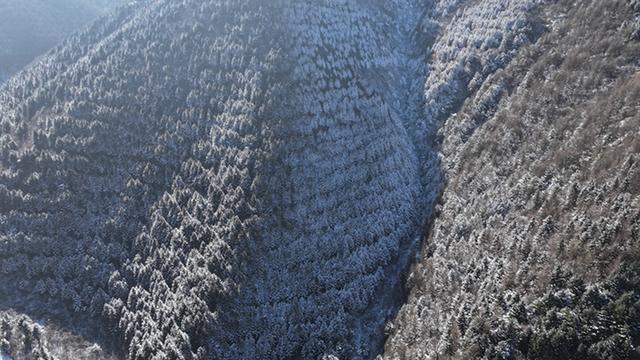 武山县太皇山：雪松琼枝绽冬韵