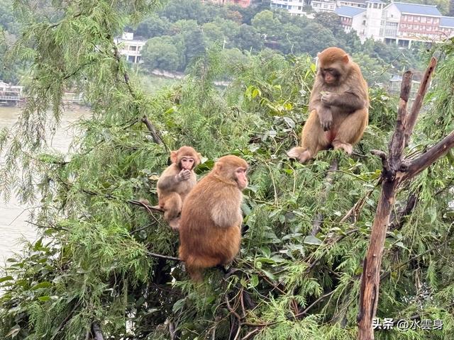北京自驾长江三峡，神农架之旅（3）