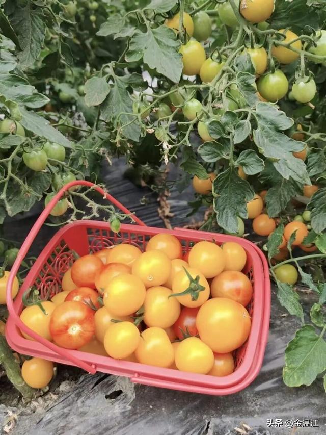 哇！温江的春天也太会了吧～