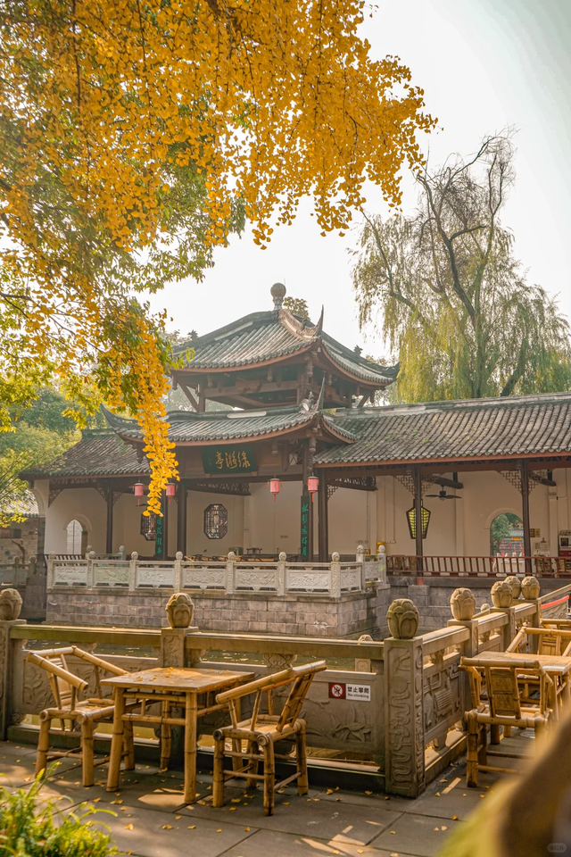 成都地铁10号线直达的小众银杏观赏地，自助美味斋饭好吃到爆！