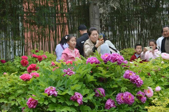 牡丹花海醉游人