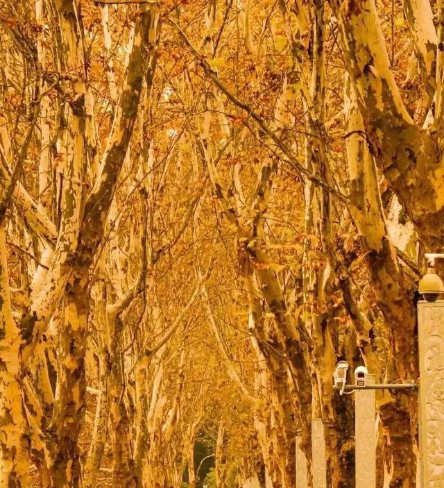 秋末冬初 | 漫步花溪黄金大道，坠入自然挥就的鎏金幻梦！