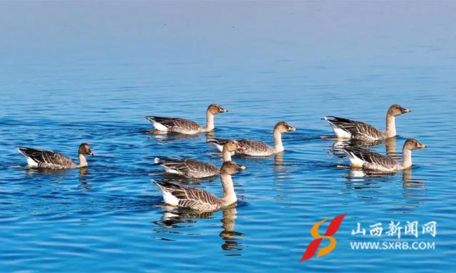 山西神溪国家湿地公园：天鹅翩跹入画来