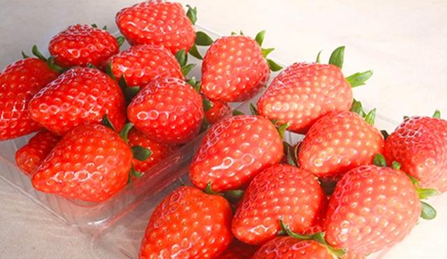 东京采草莓景点10选：新宿、涩谷当日来回、多样草莓品种吃到饱