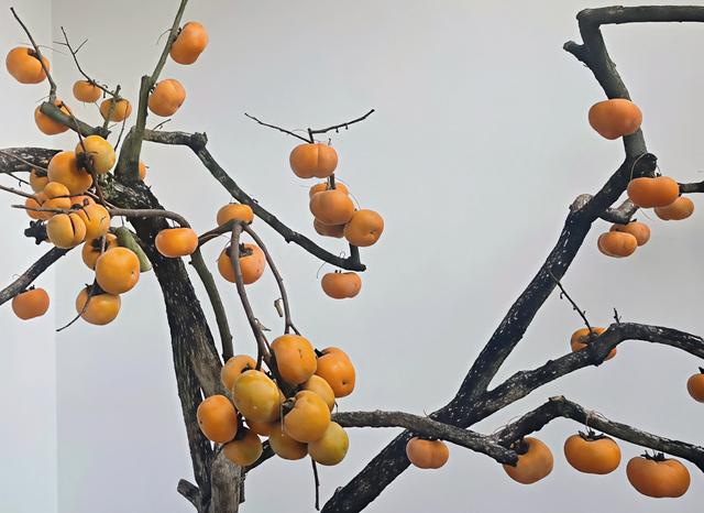 桂北秋色行之柿红