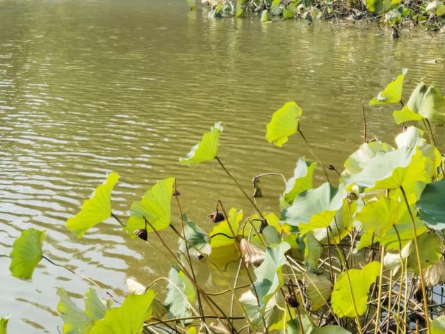 霜染秋深,向暖而行