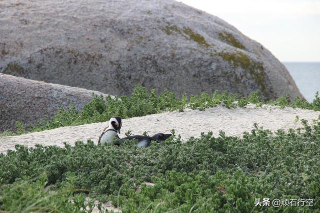 南部非洲：南非开普敦企鹅岛