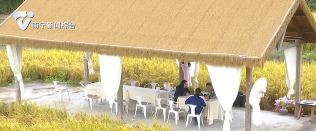 秋风稻浪，满目金黄！在南宁三江口，邂逅诗意秋天