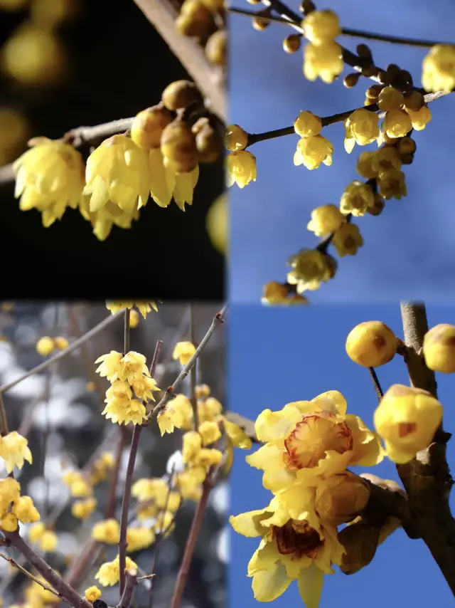 北京又一天然冰场迎客！蜡梅进最佳观赏期！
