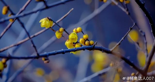 济南第一波蜡梅开了！这些赏梅地，赶紧冲！