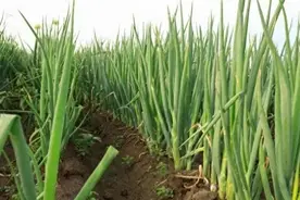 大葱最佳搭档：避开这些蔬菜种植更成功！图片
