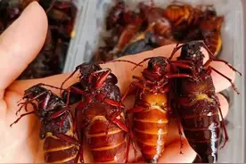 比金蝉还贵10多倍，山水牛为什么要10元/只？图片