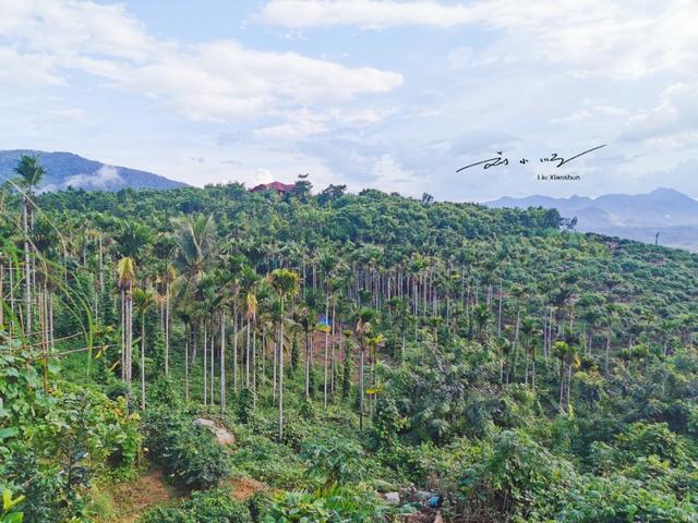 三亚太“魔幻”！明明是海南省第三城，街头却满是东北话？