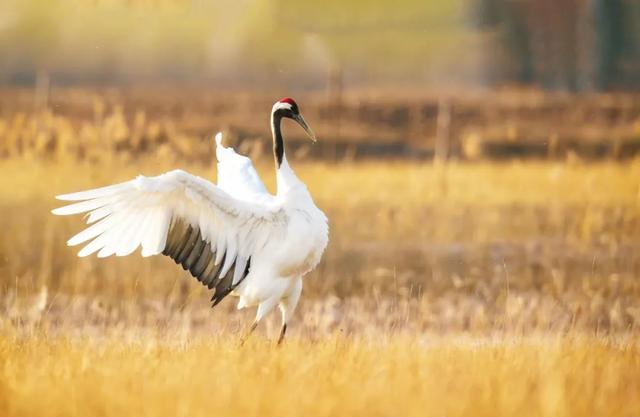 【支援合作 共谋发展】4条春季旅游线路出炉，带你玩转扎赉特旗→