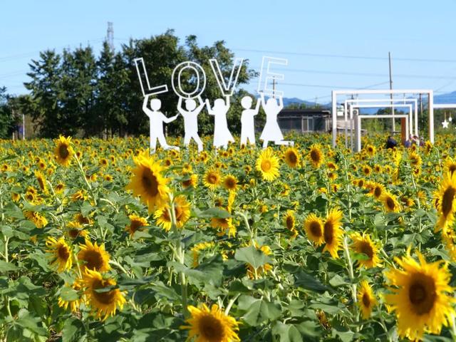 藏不住了！顺义秋日限定花海，安排——