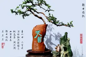 “出再多钱也不卖！”，73岁老人“捡破酒瓶”种盆景，超治愈图片