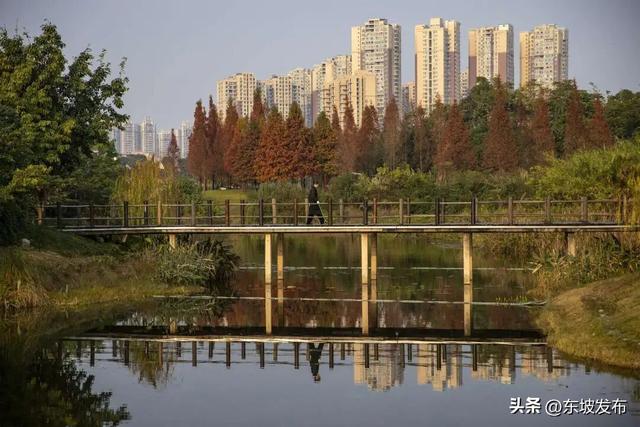 红了红了！东坡水杉出片率100%