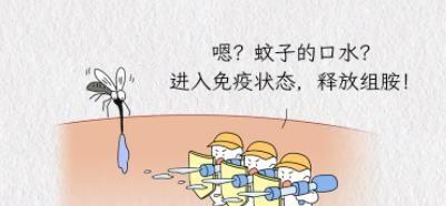 被蚊子咬后起红点vs鼓大包，说明体质有区别？