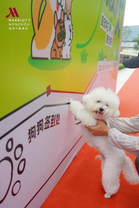 万豪旅享家萌趣开遛 温州万豪酒店户外萌宠豪友节，遛出社交新姿势