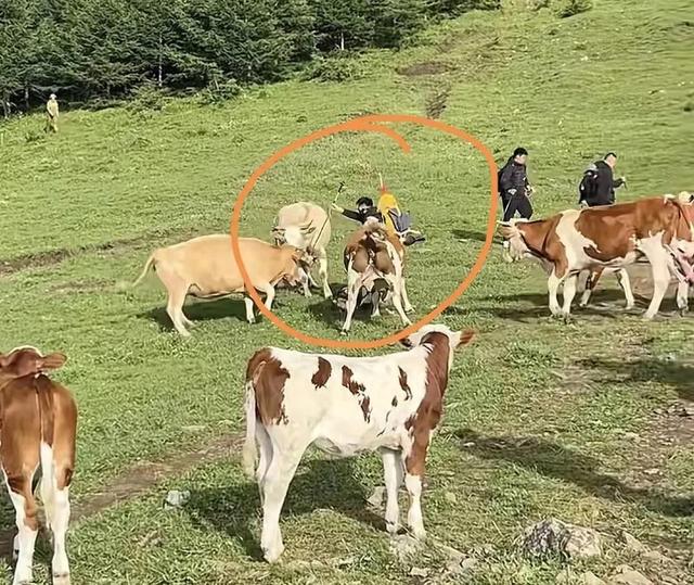 五台山牛群围攻踩踏游客，景区拒绝赔偿，画面流出，网友怒斥活该