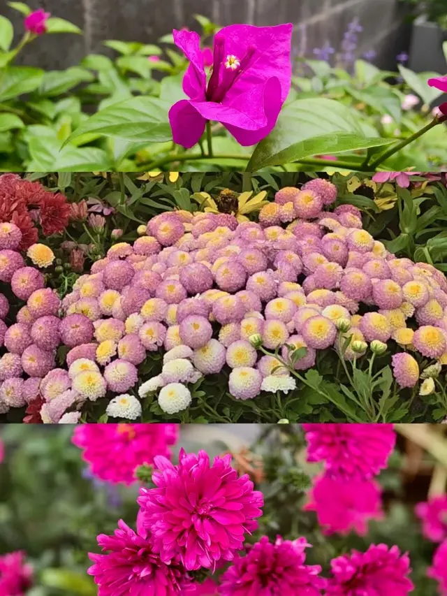 美爆！北京全城红叶上线！还有绝美花海！