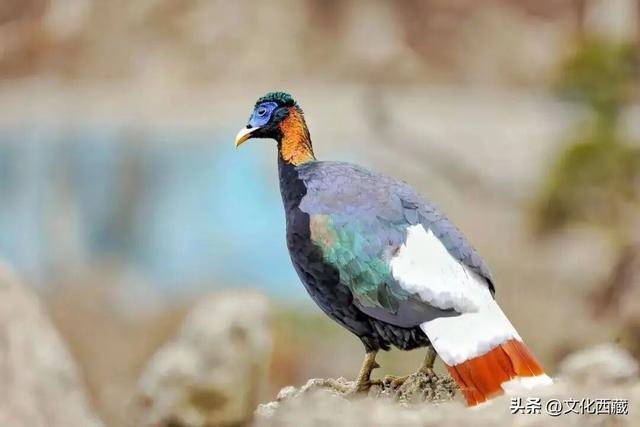 连续5年！西藏墨脱再获“中国最美县域”！凭啥？