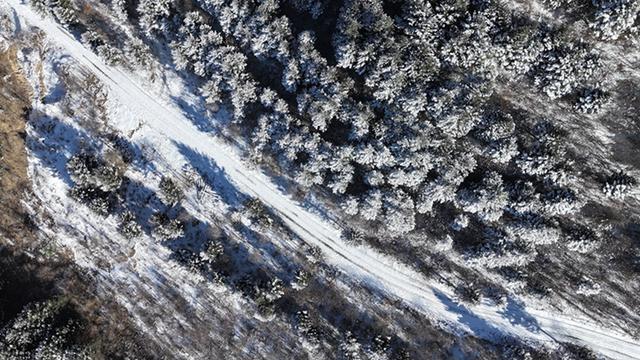 武山县太皇山：雪松琼枝绽冬韵