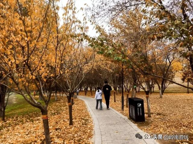 全部免费！渭河南河堤路赏秋攻略大全，那风景简直美爆了！