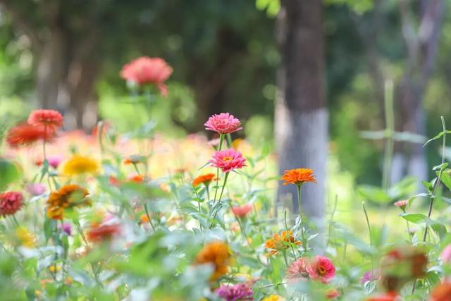 邂逅秋日烂漫：丰泽这片花海美丽绽放，就藏在……