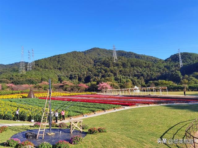佛山市民国庆出游不用出家门，三水这个花主题景区将游客拉回春天