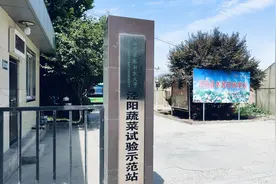 助力高质量发展看科协 | 泾阳科技小院：“蔬”写乡村好日子图片