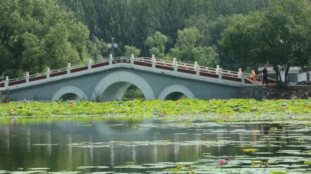 回民区：在青城公园捞一捧清凉