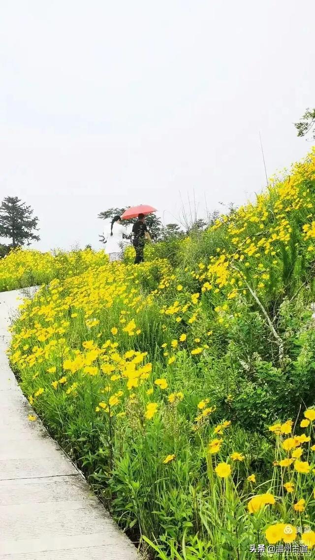 打卡最美风车花海！台州这个森林公园的夏天最烂漫，你可去过？