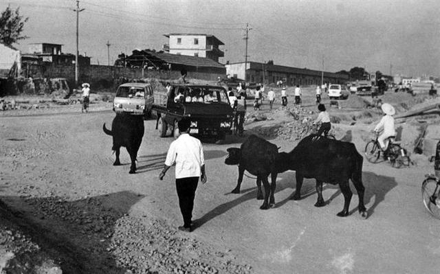 晶报特别报道 | 深南大道：一条路与一座城的共生史